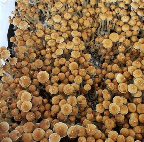 psilocybe cubensis menace mushroom spores